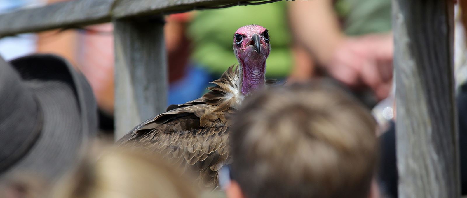 The Hawk Conservancy Trust, Hampshire